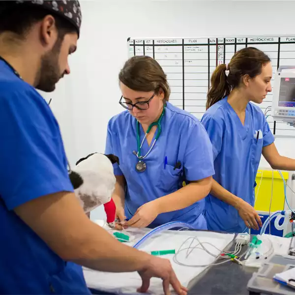 Aúna Especialidades Veterinarias