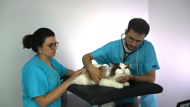 O que é um centro veterinário “Cat Friendly” e qual a sua importância?