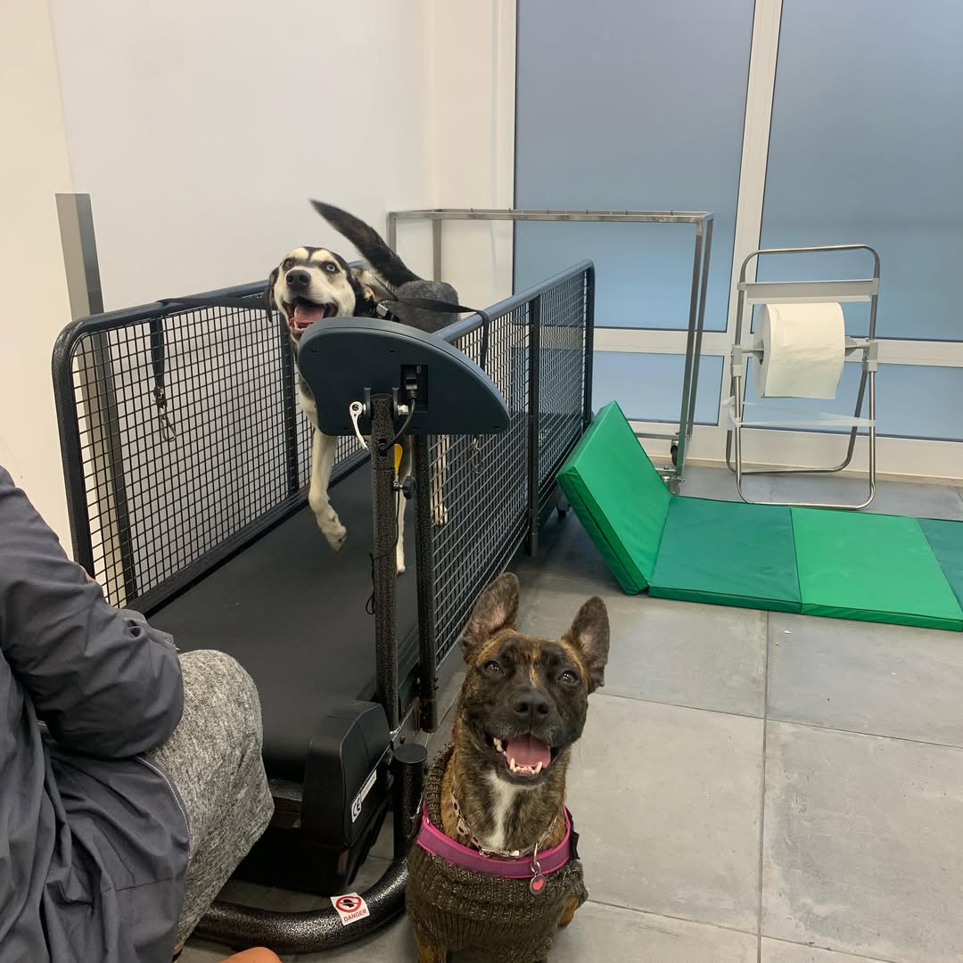 Treino Locomotor na Passadeira Terrestre