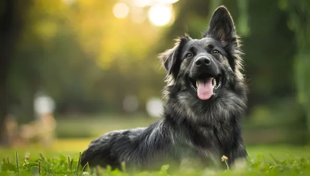Guia de Raças de Cães