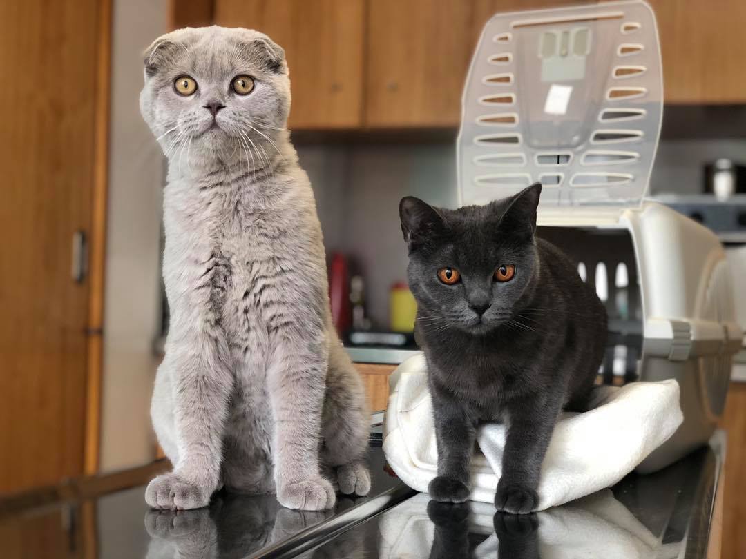 Polo Veterinário HVV de Oliveira de Frades