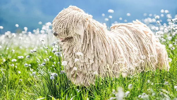 Komondor