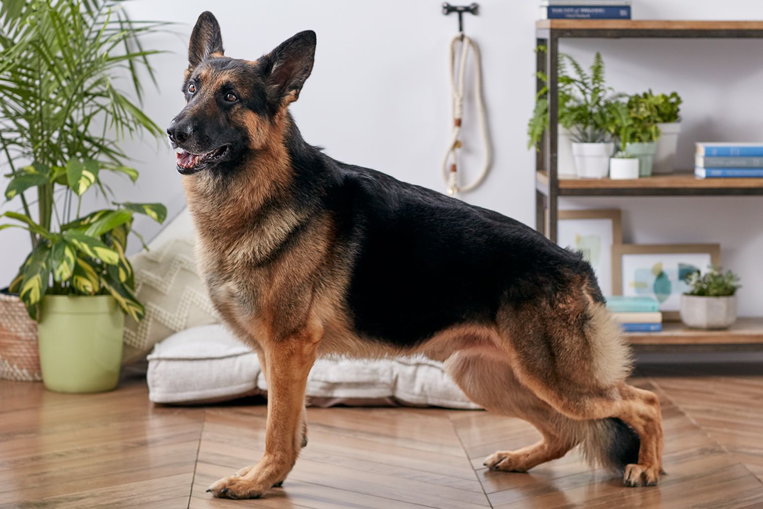 Pastol alemán en el veterinario