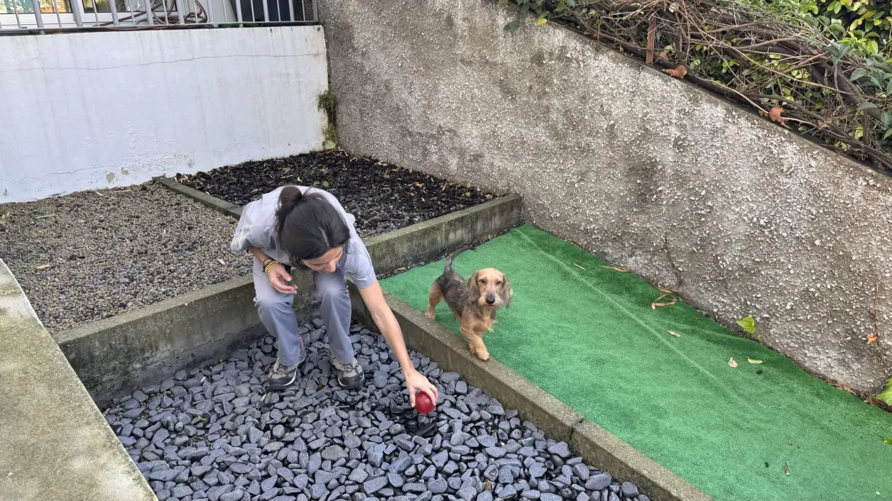 Pista de propriocepção Hospital Veterinário da Madeira