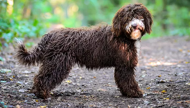 Cão de Água Espanhol