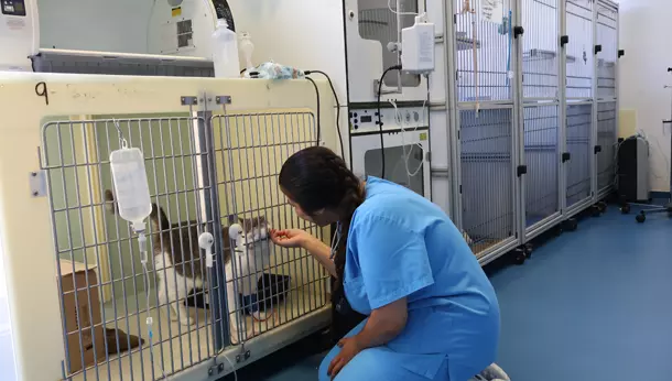 Centros Cat Friendly