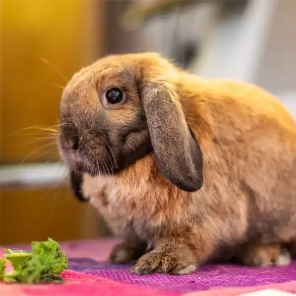 Cuidados que os animais exóticos necessitam