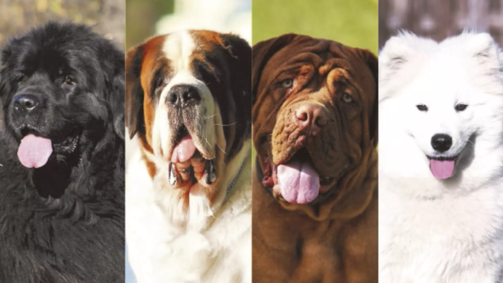 Características Gerais dos Cães de Grande Porte