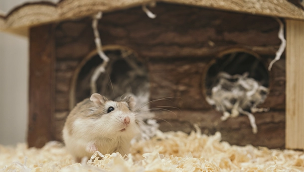 Já ouviu falar na doença do rabo molhado dos hamsters?