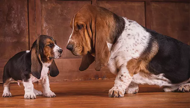 Cães medianos considerados calmos