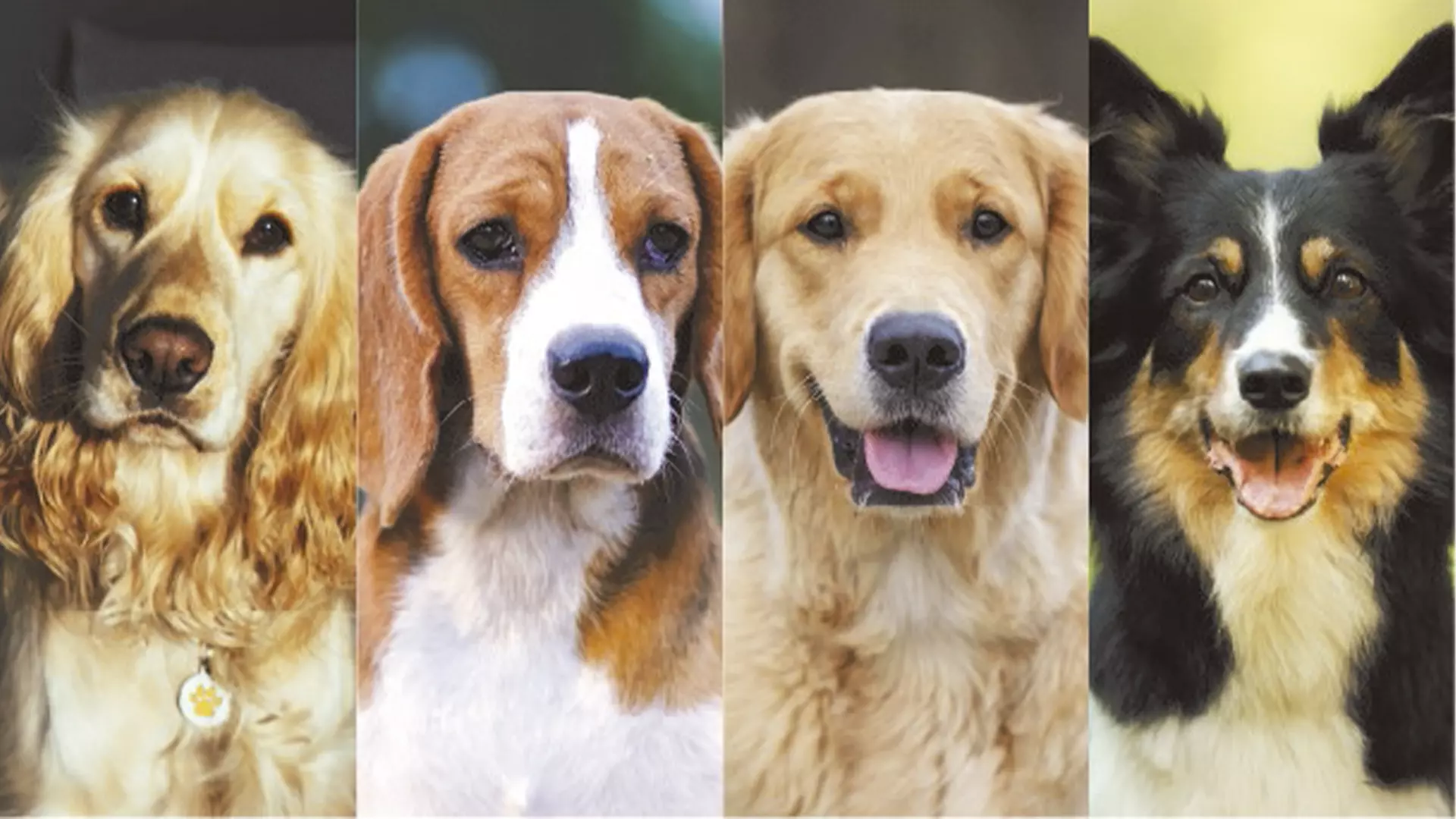 As 11 raças mais populares de cães de porte mediano