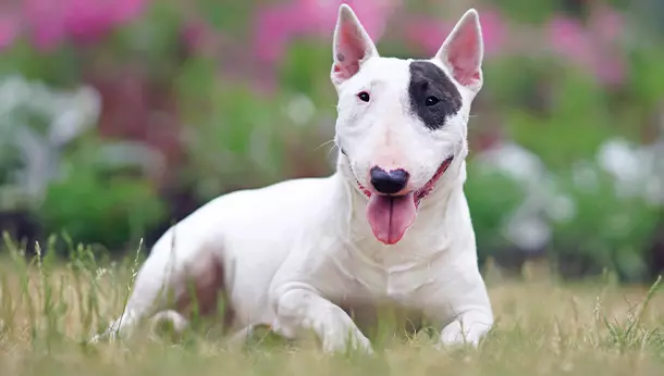 Cães de Porte Médio que Não Soltam Pelo