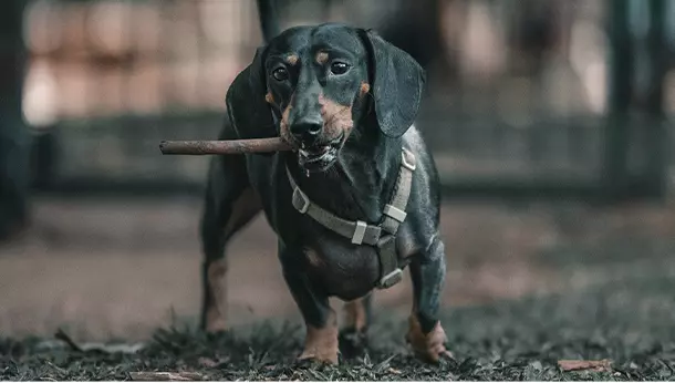 Dachshund (Teckel)