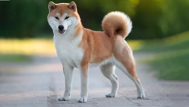 Akita Inu