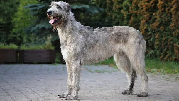 Wolfhound Irlandês