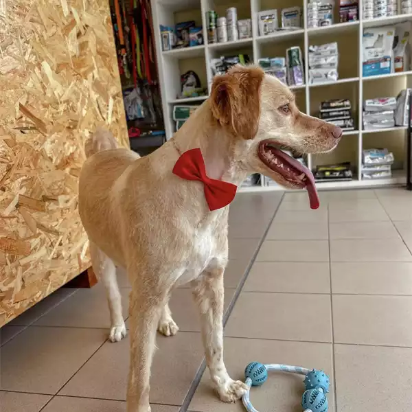 Centro Veterinário de Palmeira