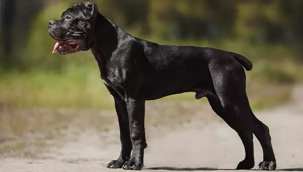 Cane Corso