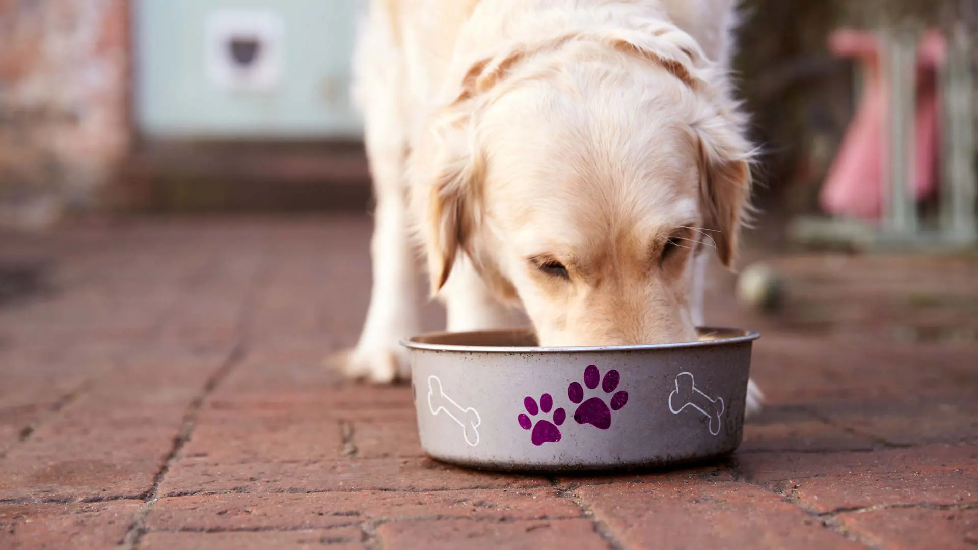 Quais os alimentos proibidos para o seu cão?