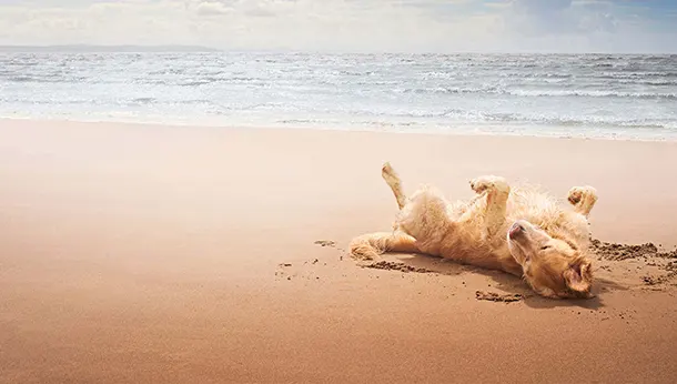 Dicas para manter o seu cão seguro e feliz na praia