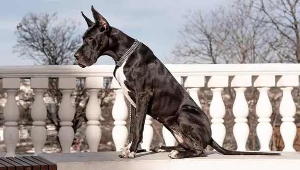 Dogue Alemão