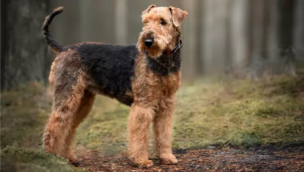 Airedale Terrier