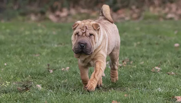 Shar-Pei