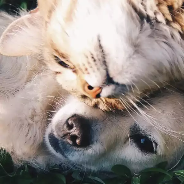 Oito passos para manter o seu animal saudável