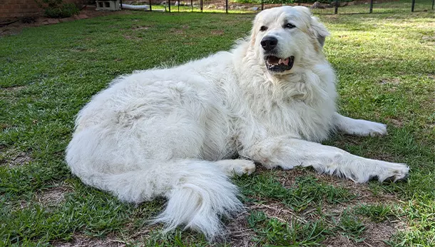 Cão de Montanha dos Pirenéus
