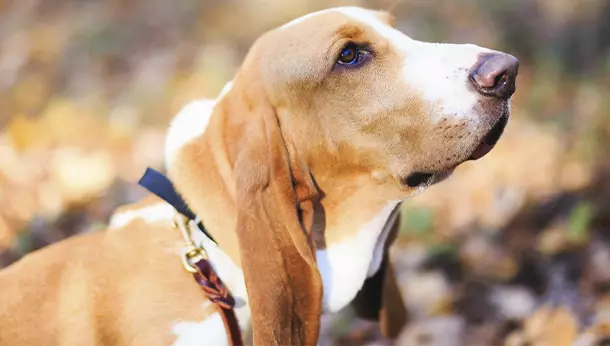 Basset-hound