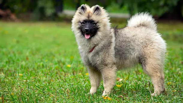 Keeshond