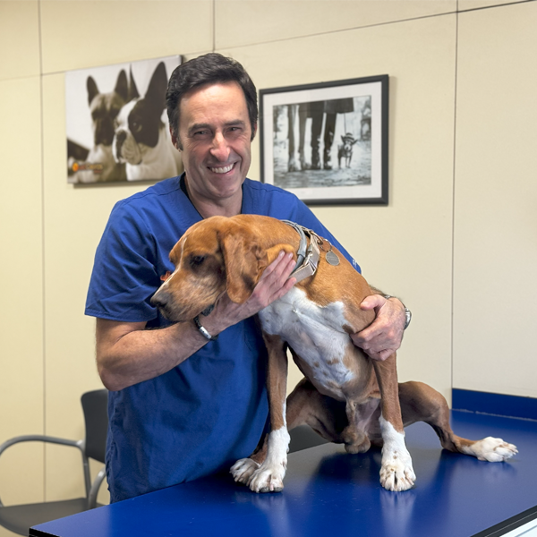 VetOeiras Hospital Veterinário