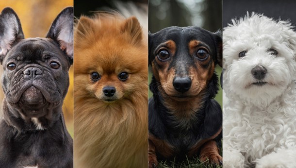 Cães Pequenos: Um Guia Completo