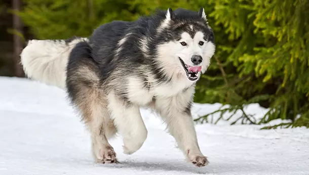 Malamute do Alaska