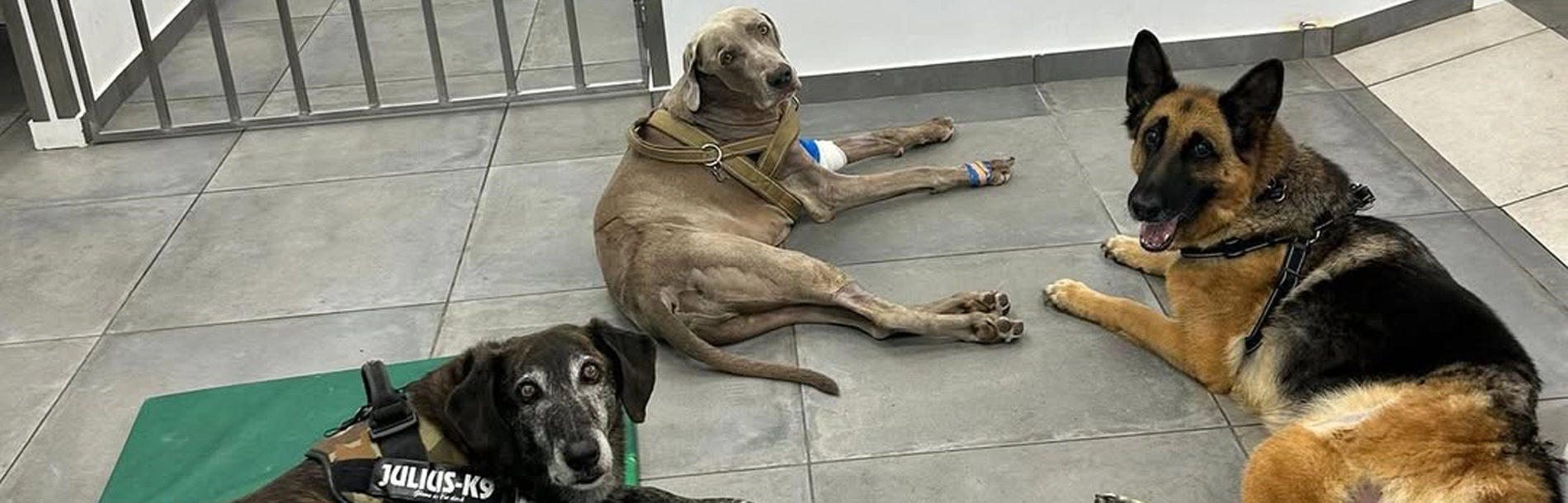 Centro de Reabilitação e Regeneração Animal do Norte 