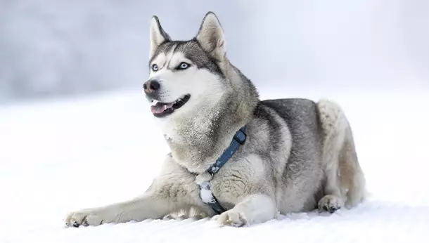 Husky Siberiano