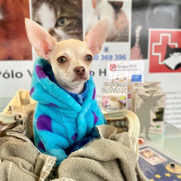 Polo Veterinário HVV de Seia