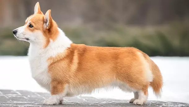 Corgi