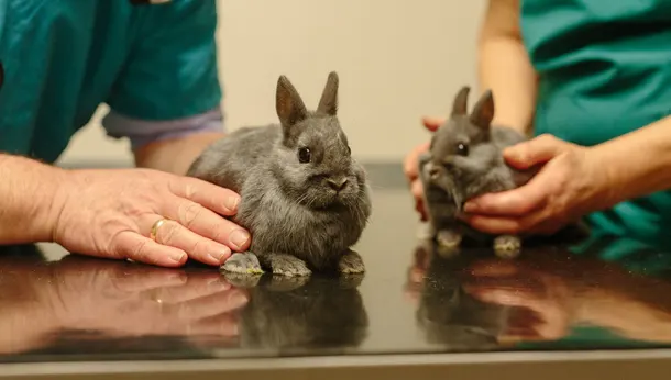 Três cuidados essenciais a ter com coelhos