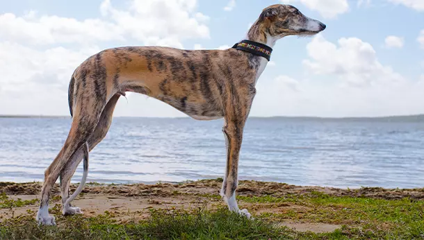 Galgo Espanhol
